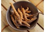 CORDYCEPS