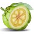 GARCINIA CAMBOGIA