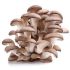 OYSTER MUSHROOM