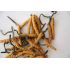 CORDYCEPS